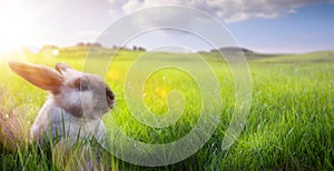 Happy Easter Ã¢â¬â Easter Bunny on sunny Flowering spring Field